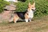 Welsh Corgi Pembroke Les Roches Du Mettey
