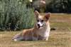 Welsh Corgi Pembroke Les Roches Du Mettey