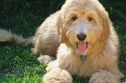 GoldenDoodle