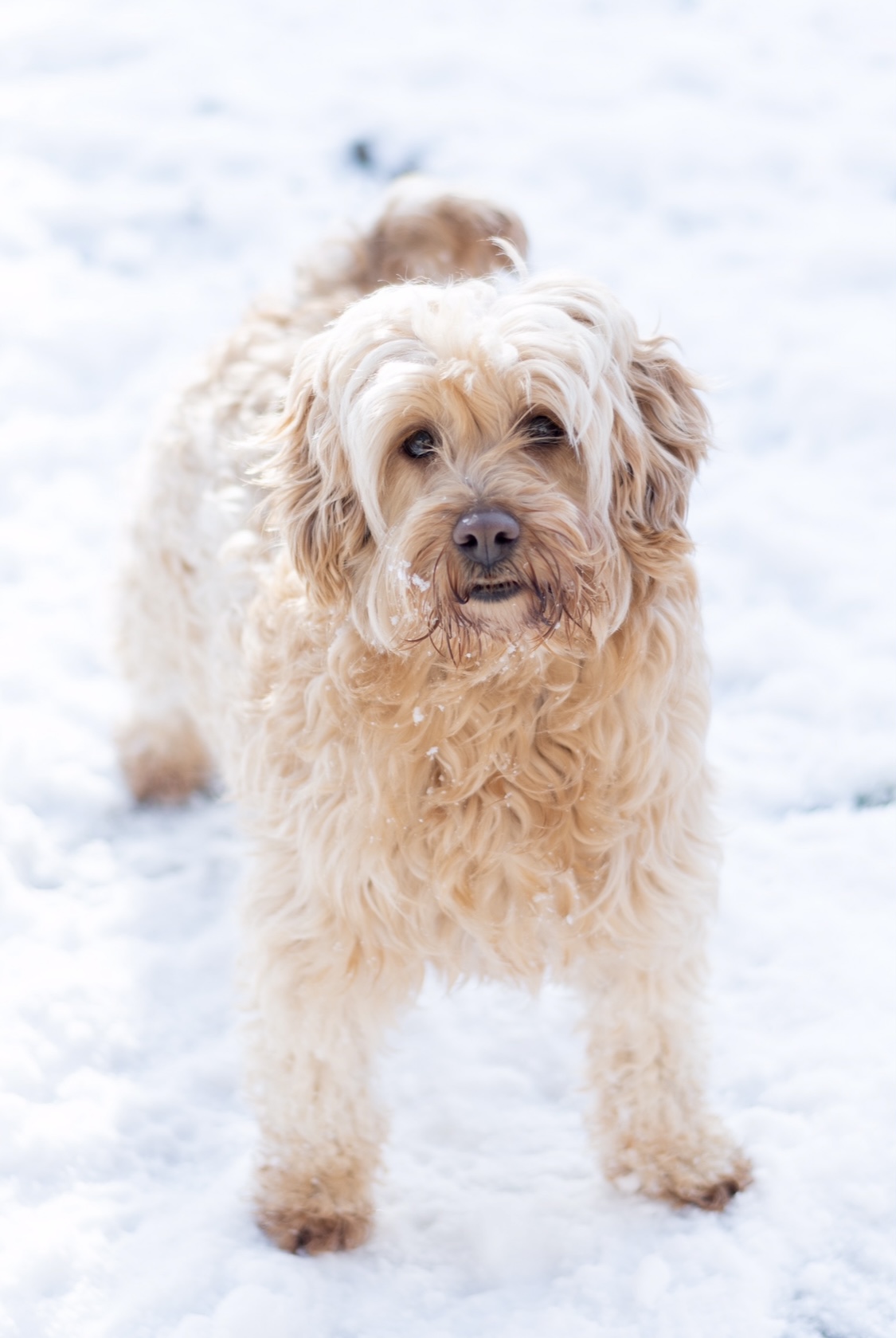 GoldenDoodle